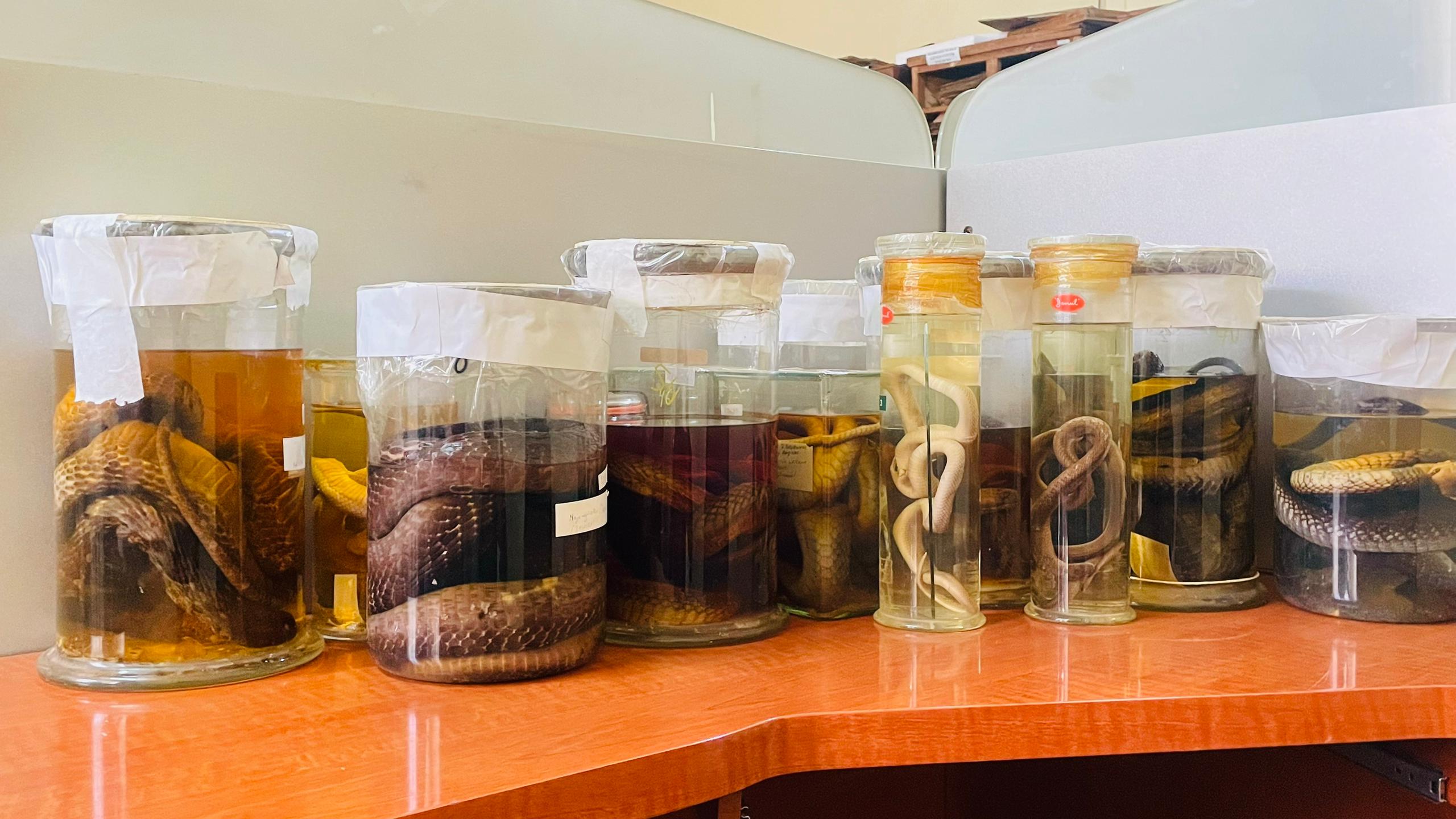 Rwanda Zoological Collection